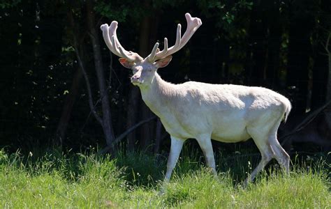 Symbolic Meaning Of The White Buck On What Your Sign