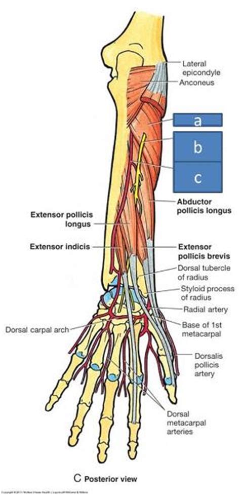 Print Anatomy Block III- Forearm flashcards | Easy Notecards