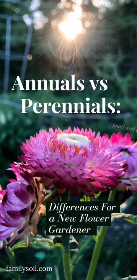 Annuals Vs Perennials Differences For A New Flower Gardener