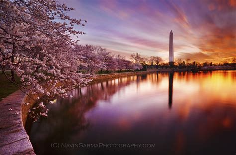 Sunrise Cherry Blossoms At The Tidal Basin By Navin Sarma Famousdc