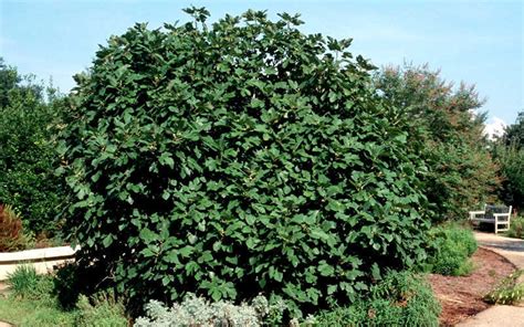 Buy Brown Turkey Fig Tree For Sale Online From Wilson Bros Gardens