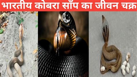 भरतय कबर सप क जवन चकर life cycle of indian cobra snake in