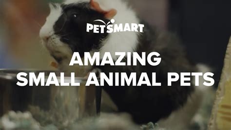 Petsmarts Amazing Small Animal Pets Youtube