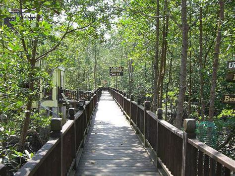 Hutan paya bakau terbesar di dunia. peceq™: 715. Nikmati keindahan paya bakau terletak di ...