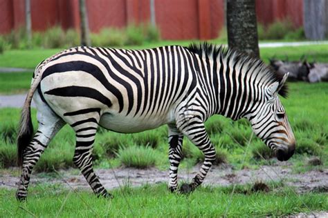 Pregnant Zebra Animal Kingdom Terry Godbey Flickr