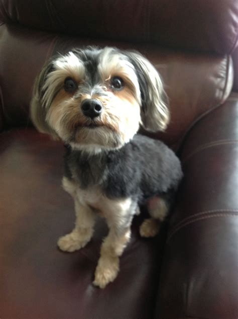 Morkies Puppy Kisses, Morkie, Gnarly, Maltese, Dog Life, Cali, Doggies