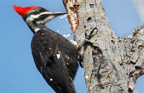 How A Woodpecker Bangs Without Brain Damage Audubon