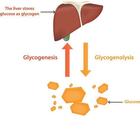Carbohydrates are stored in fhe kiver and musc in the form of / solved in humans glycogen is stored in liver and muscle chegg com : Hyperinsulinemia and Hypertriglyceridemia T2D 29 ...