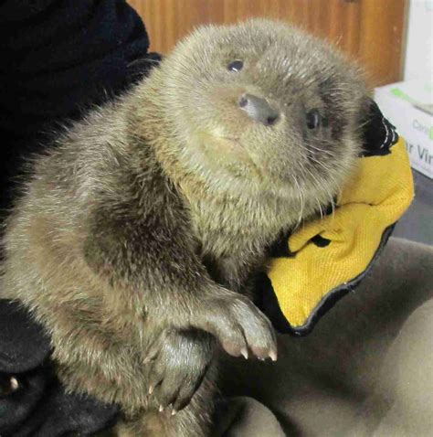Hearts Melt As Otter Cub Rescued Secret World Wildlife Rescue