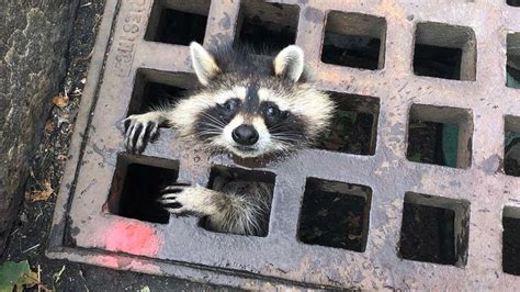 11 Times Animals Got Stuck In Things In 2019 Live Science