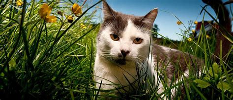 I've always had outdoor cats, my gf has always had indoor cats and we want to get a cat. Are pet allergies the same as outdoor allergies? | Healthy ...