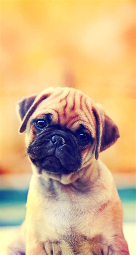 Maybe you would like to learn more about one of these? Poze De Fundal Cute Cu Catei