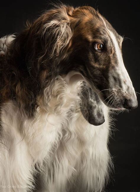 Borzoi Russian Hound Photographer Paul Croes Russian Dog Animals
