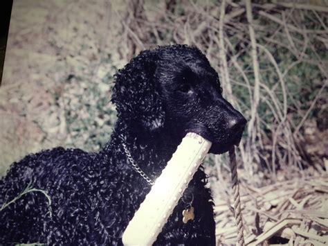 Our goal for every service is to leave you empowered with the knowledge required to maintain your hair at home. Pin on Curly-coated retrievers