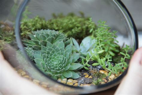 Plant Your Own Terrarium Valley Forge Flowers
