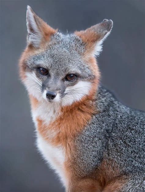 Cute Grey Fox Drawing For Example It Lives In South America Southern