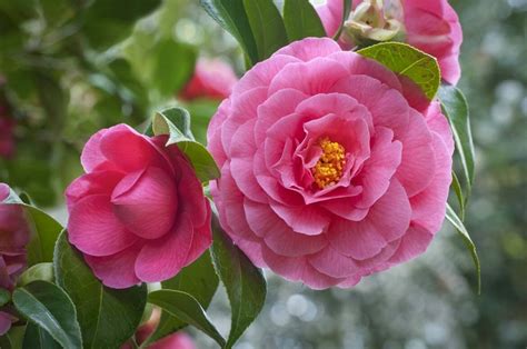 The Camellia Code: Symbols of Passion and Perfection - Petal Republic