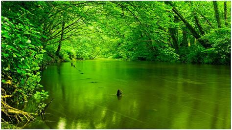 Green Nature Wallpapers Top Free Green Nature Backgrounds