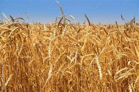 Golden Wheat Field And Sunny Day Background Of Ripening Ears Of Wheat Field Rich Harvest