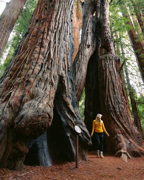 9 Top Things To Do At Henry Cowell Redwoods State Park