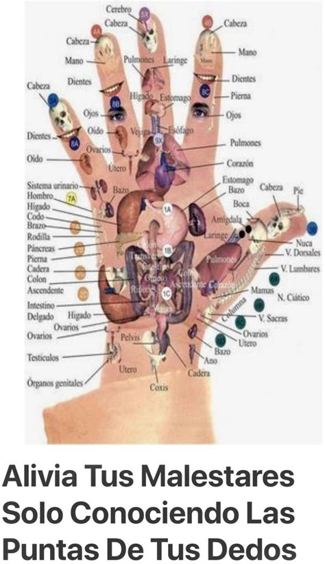 Reflexology Points Reflexology Chart Reflexology Massage Acupressure