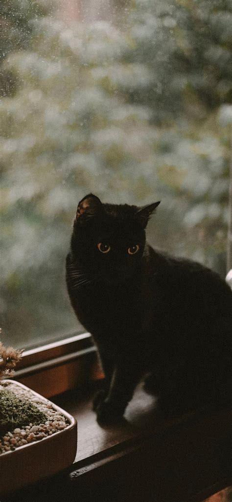 Black Cat Iphone X Wallpapers Free Download