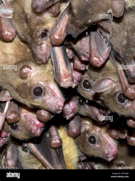 Fruit Bats Rousettus Aegyptiacus Colony Rest In A Cave Stock Photo
