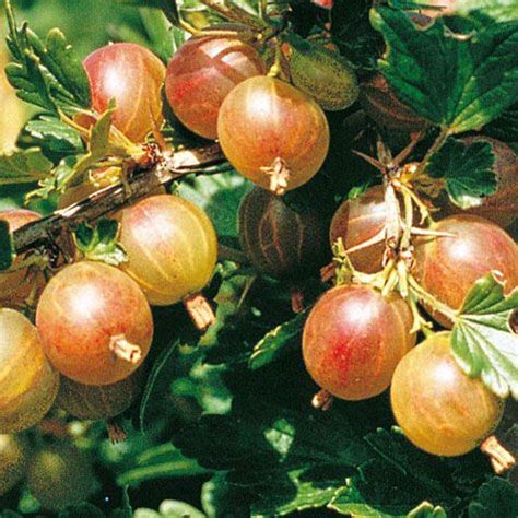 Established gooseberry bushes are pruned in the winter and summer. Pixwell Gooseberry | Gurney's Seed & Nursery Co ...