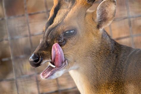 Why Vampire Deer Have Fangs While Other Hoofed Mammals Have Horns