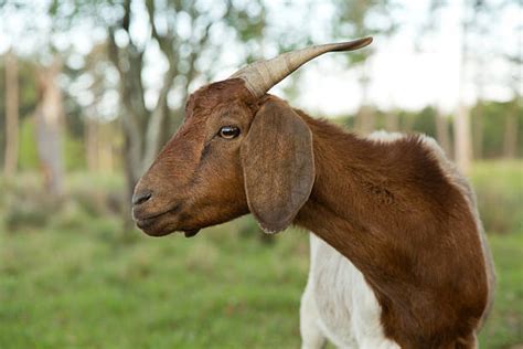 Top 60 Goat Side View Stock Photos Pictures And Images Istock