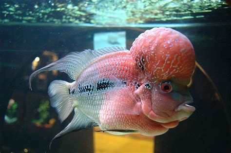Unless you want to be a bad guy). Flowerhorn Fish Keeping: The Ultimate Care, Diet ...