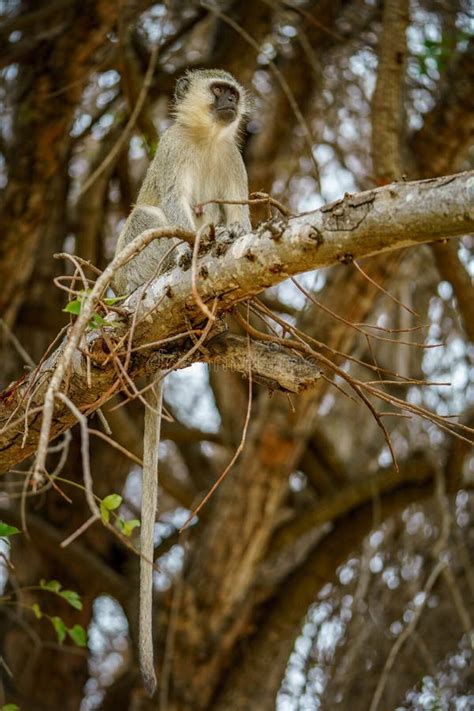 Vervet Monkey In Kruger National Park Mpumalanga South Africa 125
