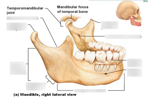 Mandible Bone Diagram Quizlet