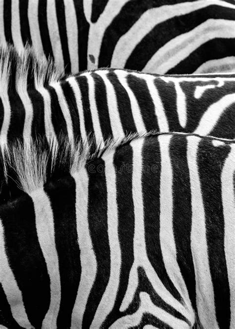 Crop Of Abstract Zebra Stripes Stock Photo Image Of Stripes Back