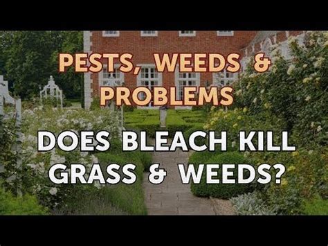 Get rid of grass fleas. Does Bleach Kill Grass & Weeds? - YouTube
