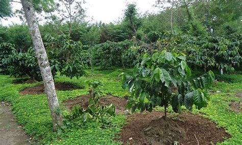 Dan family aves memiliki paruh untuk mengolah makanan dan tidak memiliki gigi. 8 Ciri Ciri Pohon Kopi - Padang Ekspres