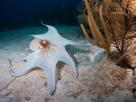 Octopus Cape Smithsonian Photo Contest Smithsonian Magazine
