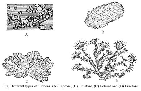 Lichen Introduction Composition Morphological Types Thallus