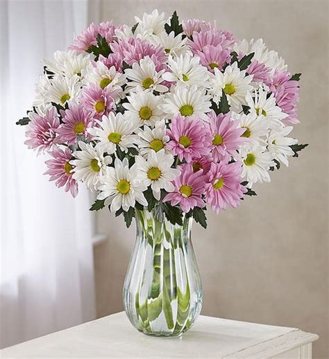 Lovely Daisy Bouquet Free Vase