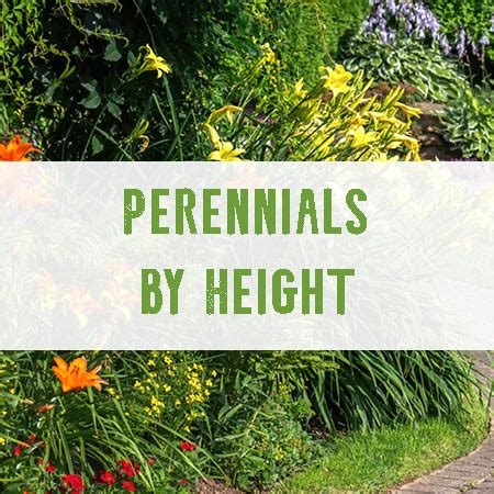 The primrose is one of the earliest spring flowers. Perennials by Height - Breezy Hill Nursery Guide to ...