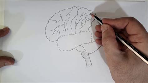 طريقة رسم دماغ الانسان مع التأشير على الأجزاء والتلوين youtube