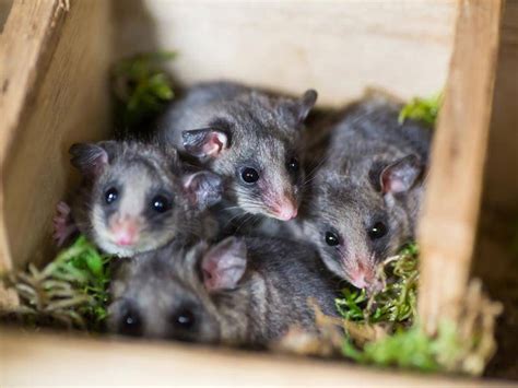 Pint Sized Pygmy Possums Make Public Debut Hawkesbury Gazette
