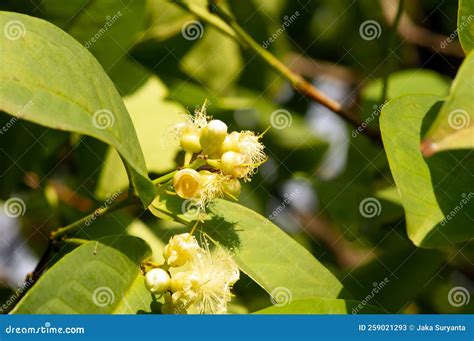 Young Water Apples Fruits Syzygium Aqueum On Its Tree Known As Rose