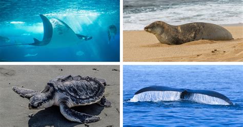 10 Endangered Marine Species That Need Your Help