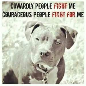 My fists have your blood on them. (arcade version only). 68 best pit bulls images on Pinterest | Pit bull, Pitt bulls and Pit bulls