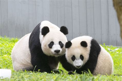 Pandas Will Leave The National Zoo By November 15 Washingtonian