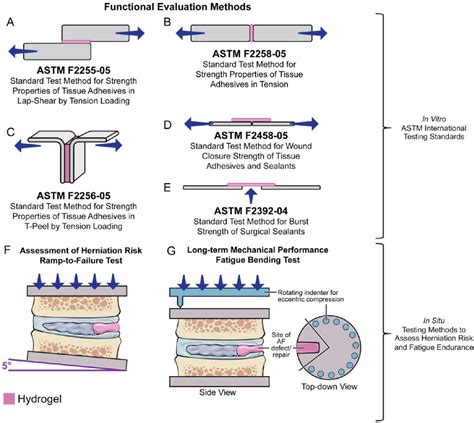 Figure 5 From The Functional Role Of Interface Tissue Engineering In