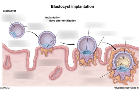 Blastocyst Implantation Diagram Quizlet