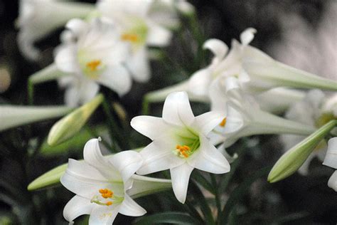 Easter Lilies And Palm Crosses Franciscan Monastery Garden Guild