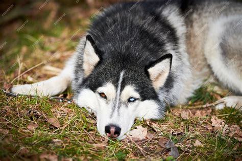 cão husky siberiano com olhos castanhos azuis e cor de casaco branco preto deitado no chão e